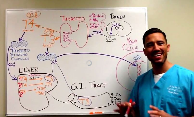 Dr. Shook Thyroid Video Hypothyroid, Hashimoto's Disease, High TSH Functional Medicine Hashimoto's Disease Diet