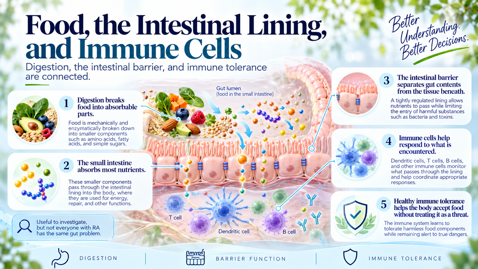 Diagram of the intestinal lining, digested nutrients, and immune cells beneath the lining