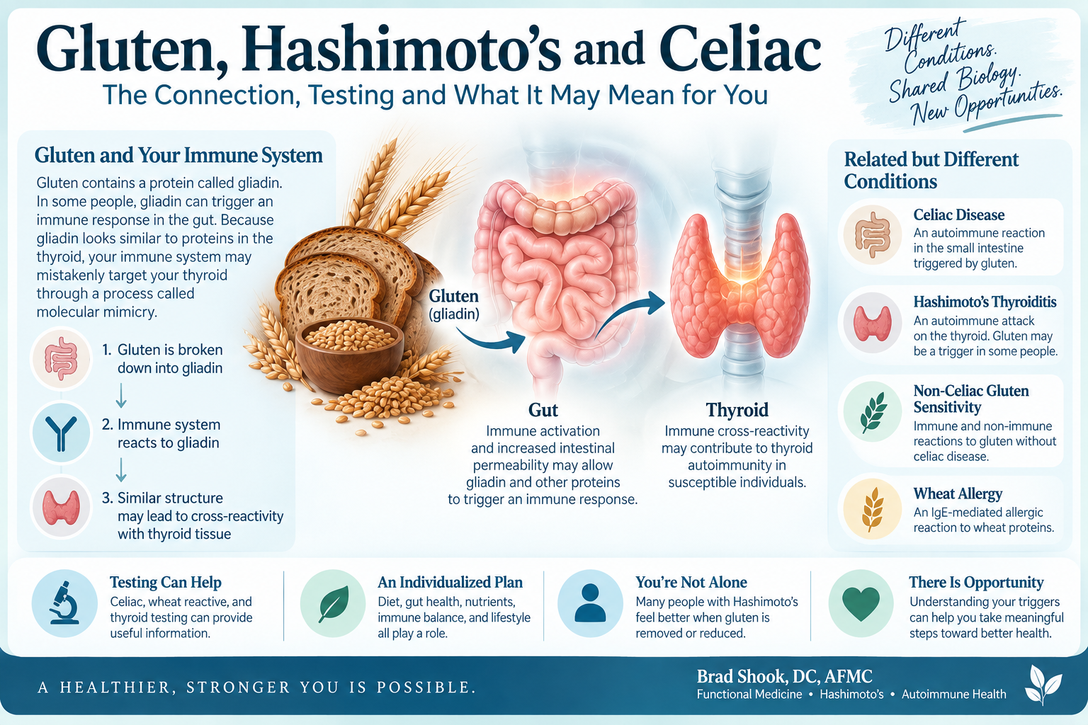 Thyroid, intestinal barrier, wheat proteins, and immune pathways involved in the Hashimoto's and gluten connection