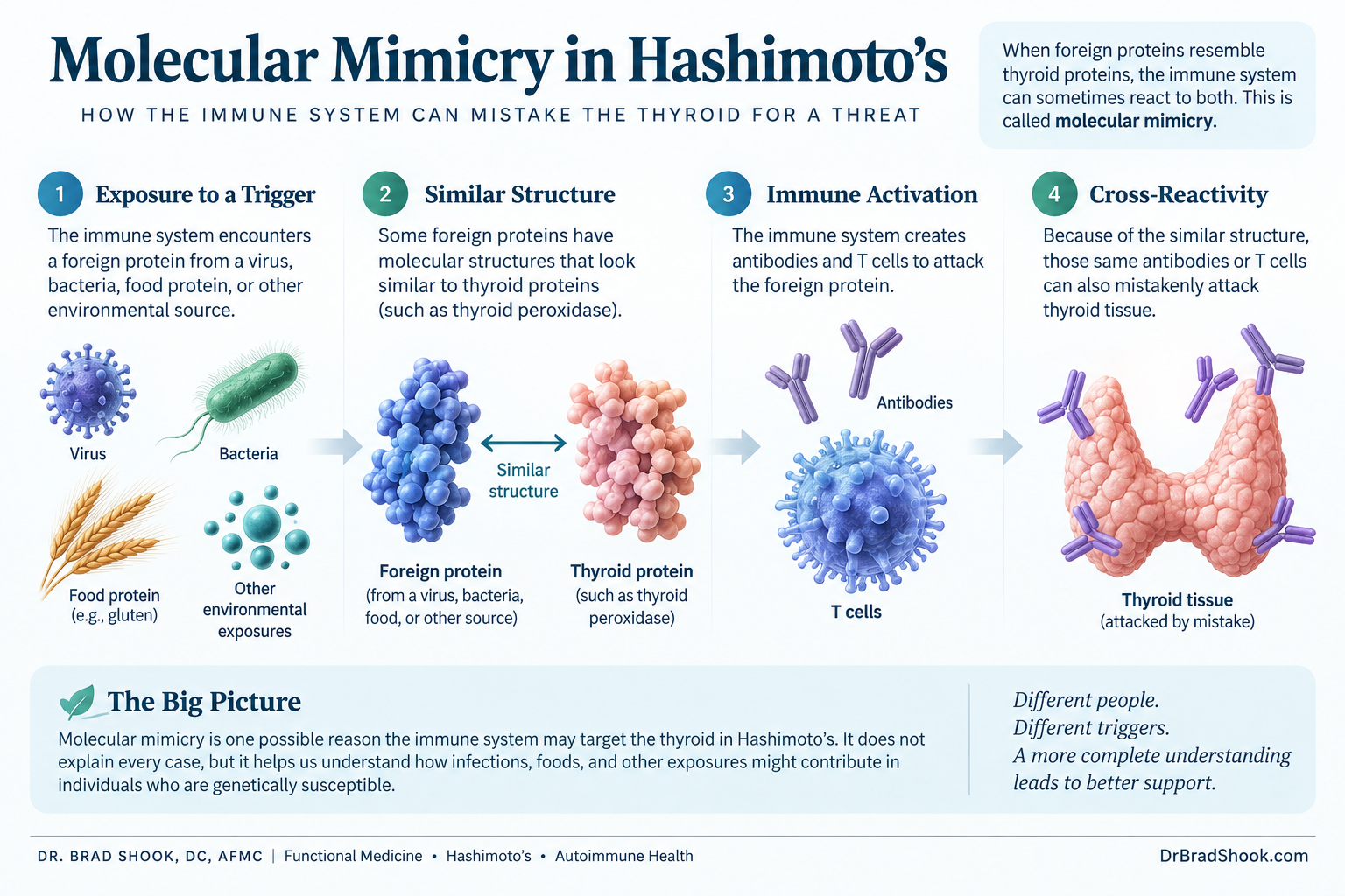 Molecular mimicry and cross-reactivity between an outside antigen and thyroid tissue