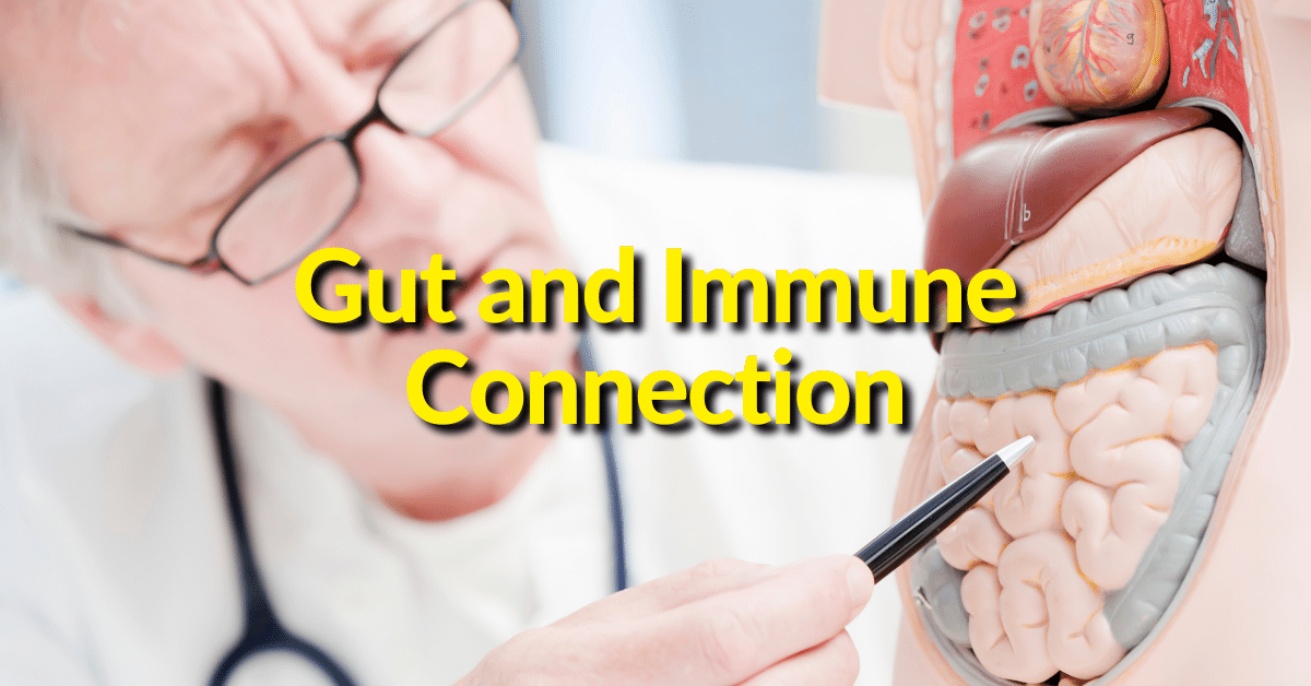 Gut and Immune Connection