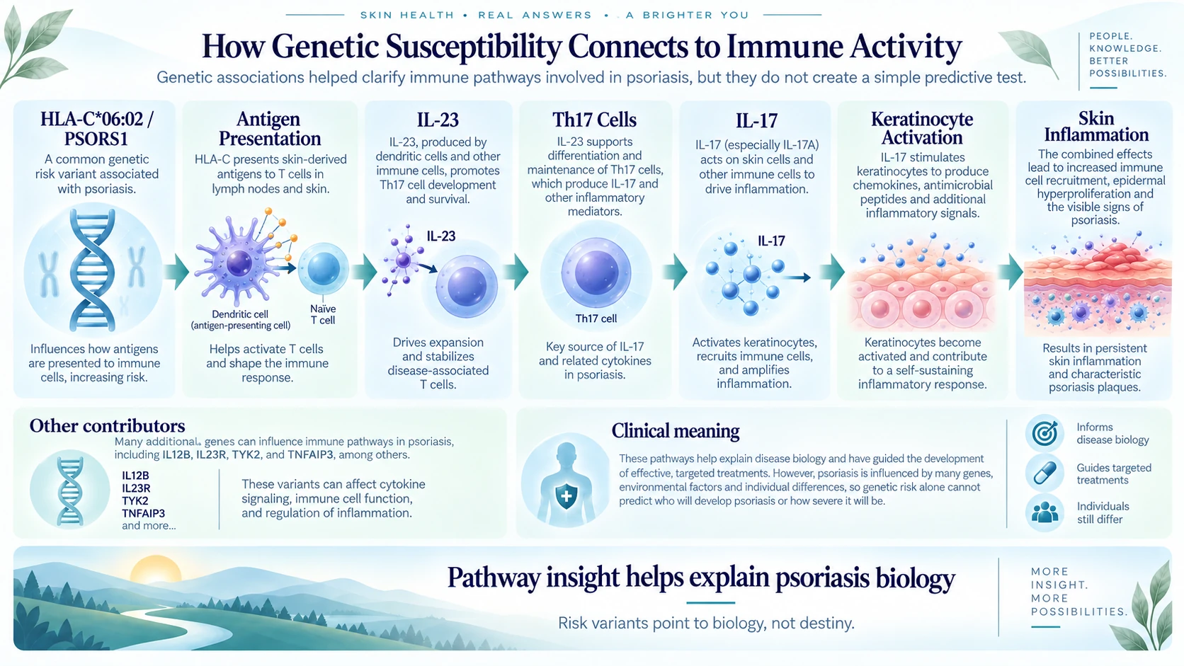 Simplified psoriasis immunogenetic pathway involving HLA-C, IL-23, IL-17, and skin inflammation