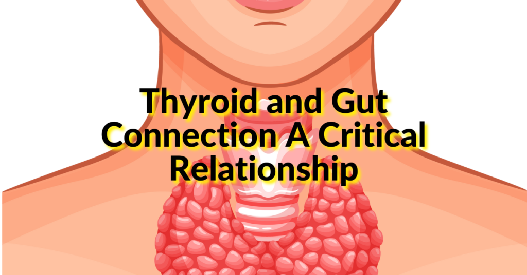 Thyroid and gut connection to Hashimoto's Thyroiditis using a Functional Medicine approach